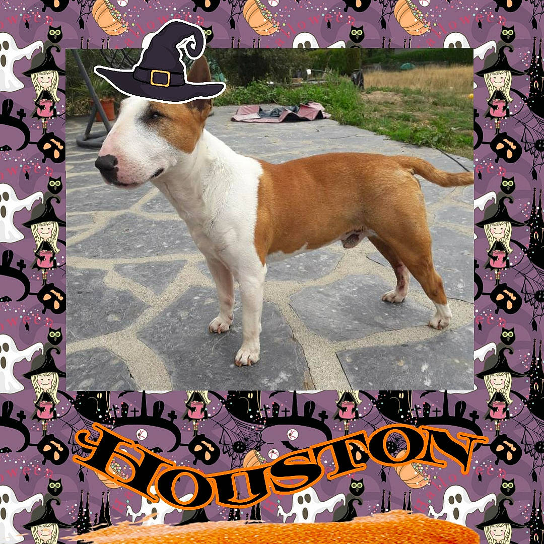 Houston participe au concours pour gagner de l'argent avec cette photo : american_pit_bull_terrier, american_staffordshire_terrier, ancient_dog_breeds, bull_and_terrier, bull_terrier, canidae, carnivore, companion_dog, dog, dog_breed, fawn, feist, mammal, non_sporting_group, photo_caption, staffordshire_bull_terrier, terrier, vertebrate