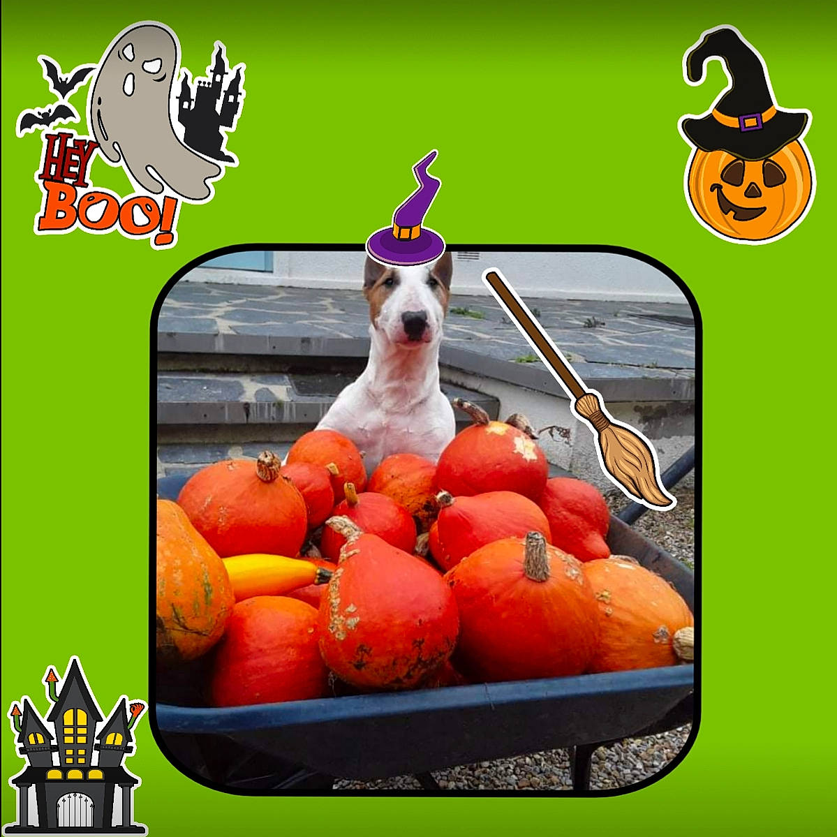 Houston a rejoint le concours — aidez-le/la à gagner de superbes lots ! basket, bowl, carnivore, companion_dog, cuisine, dish, dog, food, food_group, fruit, ingredient, natural_foods, produce, product, recipe, screenshot, superfood, tableware, vegetable, whole_food