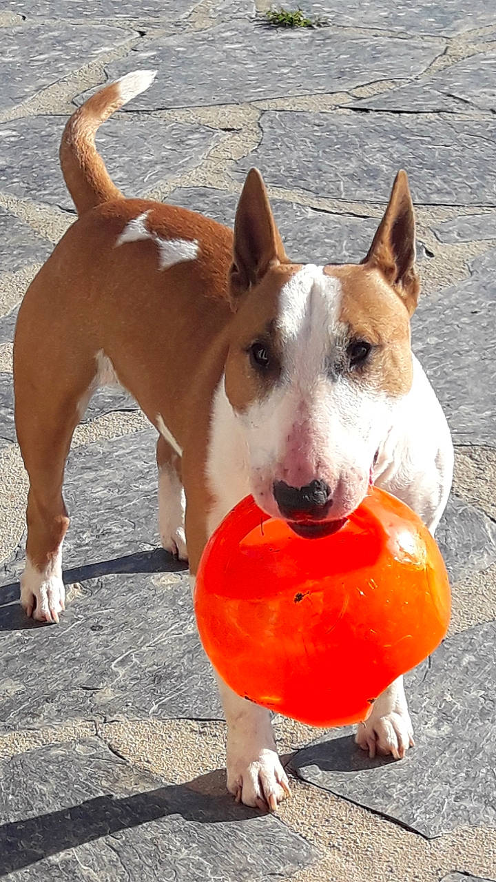 Houston participe au concours pour gagner de l'argent avec cette photo : american_staffordshire_terrier, ancient_dog_breeds, basenji, bull_and_terrier, bull_terrier, bull_terrier_miniature, canidae, carnivore, companion_dog, dog, dog_breed, fawn, mammal, non_sporting_group, old_english_terrier, rare_breed_dog, snout, tail, terrier, vertebrate