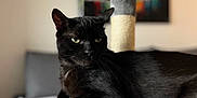 Obama Maillet a rejoint le concours — aidez-le/la à gagner de superbes lots ! black_cat, cat, cat_tree, feline, pet, indoor, living_room, furniture, blanket, painting, abstract_art, relaxed, animal, paw, plush, cozy, domestic_animal, resting, soft_texture, home_decor