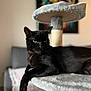 black_cat, cat, cat_tree, feline, pet, indoor, living_room, furniture, blanket, painting, abstract_art, relaxed, animal, paw, plush, cozy, domestic_animal, resting, soft_texture, home_decor
