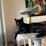 Obama Maillet participe au concours pour gagner de l'argent avec cette photo : black_cat, cat_tree, indoor, living_room, modern, furniture, relaxed, pet, animal, cozy, paw, sofa, abstract_painting, colorful, leisure, feline, domestic_cat, resting, soft_texture, window