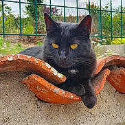Loulou participe au concours pour gagner de l'argent avec cette photo : black_cat, cat, animal, pet, feline, yellow_eyes, orange_tile, wall, outdoor, garden, greenery, plants, nature, relaxing, resting, fur, whiskers, ear, paw, daylight