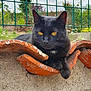 black_cat, cat, animal, pet, feline, yellow_eyes, orange_tile, wall, outdoor, garden, greenery, plants, nature, relaxing, resting, fur, whiskers, ear, paw, daylight