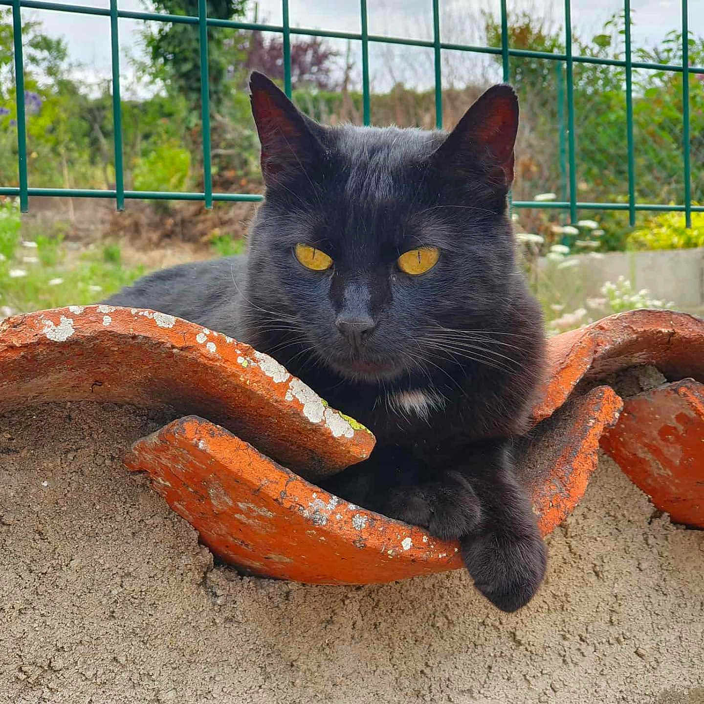 Loulou participe au concours pour gagner de l'argent avec cette photo : animal, black_cat, cat, daylight, ear, feline, fur, garden, greenery, nature, orange_tile, outdoor, paw, pet, plants, relaxing, resting, wall, whiskers, yellow_eyes