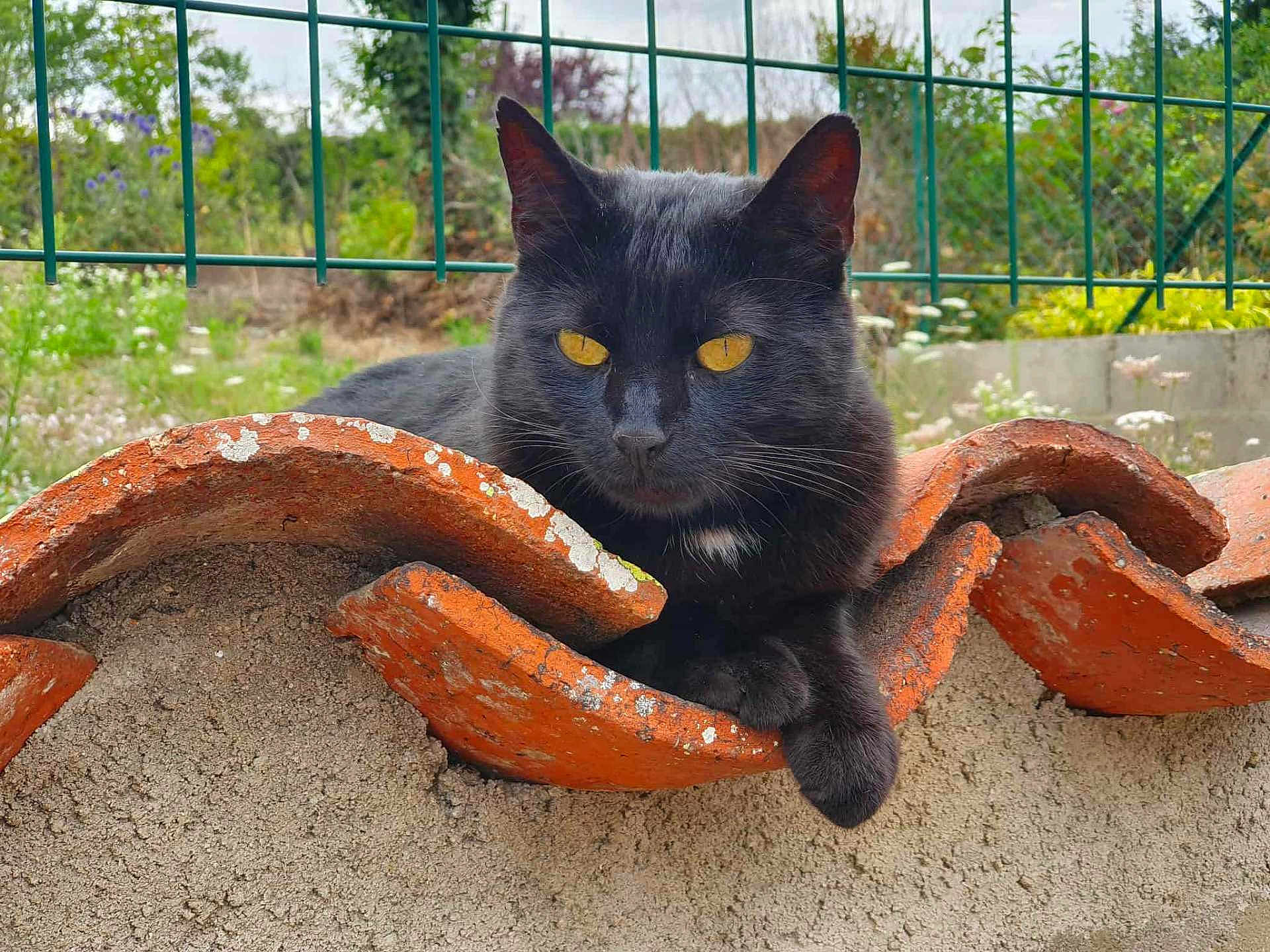 Loulou participe au concours pour gagner de l'argent avec cette photo : black_cat, cat, animal, pet, feline, yellow_eyes, orange_tile, wall, outdoor, garden, greenery, plants, nature, relaxing, resting, fur, whiskers, ear, paw, daylight