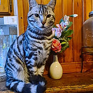 Joy a rejoint le concours — aidez-le/la à gagner de superbes lots ! cat, tabby, silver_tabby, striped, feline, pet, indoor, vase, flowers, artificial_flowers, wood_paneling, wood_surface, domestic, animal, curious, sitting, closeup, household, kitchen, background