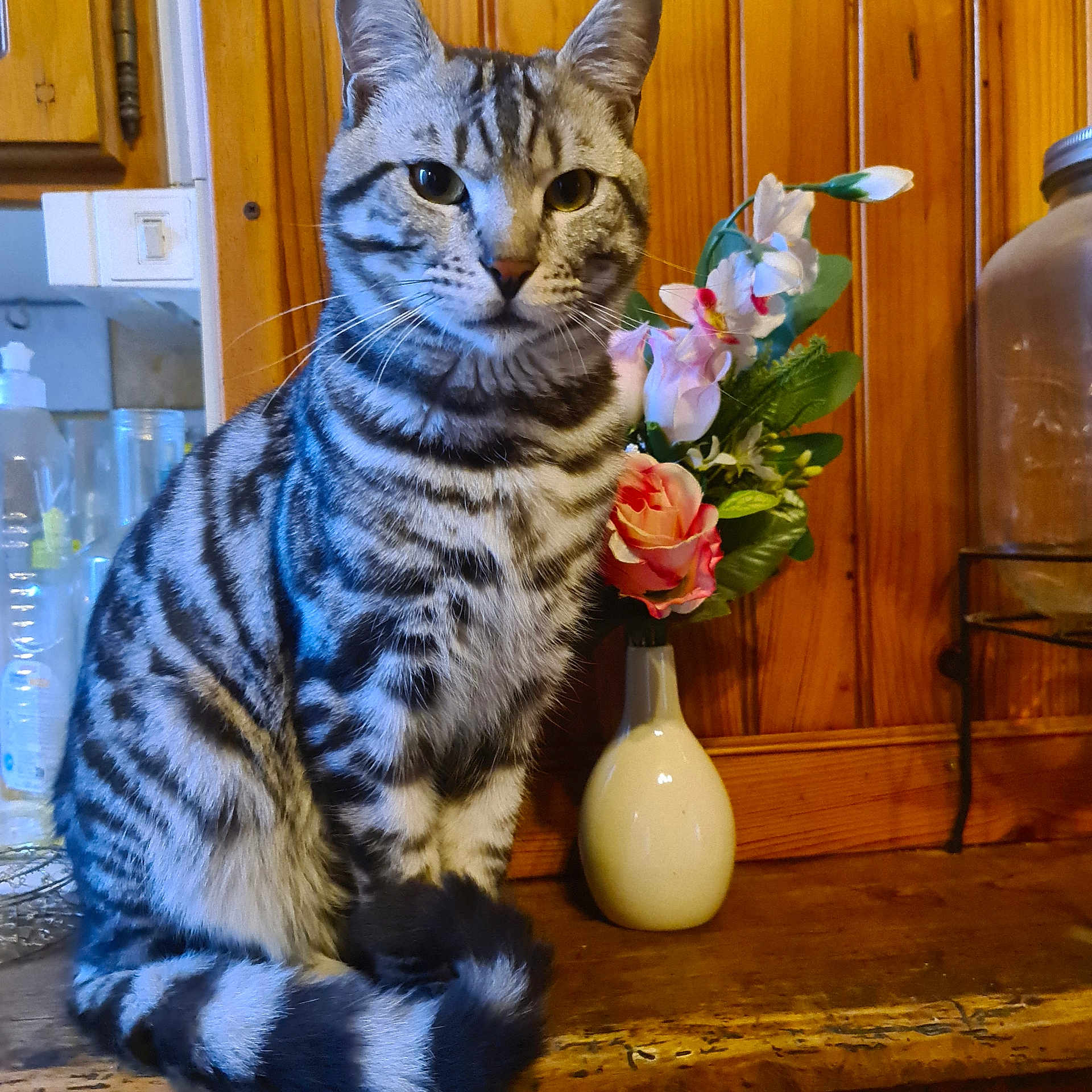 Joy a rejoint le concours — aidez-le/la à gagner de superbes lots ! animal, artificial_flowers, background, cat, closeup, curious, domestic, feline, flowers, household, indoor, kitchen, pet, silver_tabby, sitting, striped, tabby, vase, wood_paneling, wood_surface