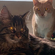 Loki participe au concours pour gagner de l'argent avec cette photo : cat, feline, indoor, window, light, orange_cat, tabby_cat, fur, pet, animal, eyes, whiskers, relaxed, sitting, lying_down, domestic_animal, two_cats, shadow, carpet, background