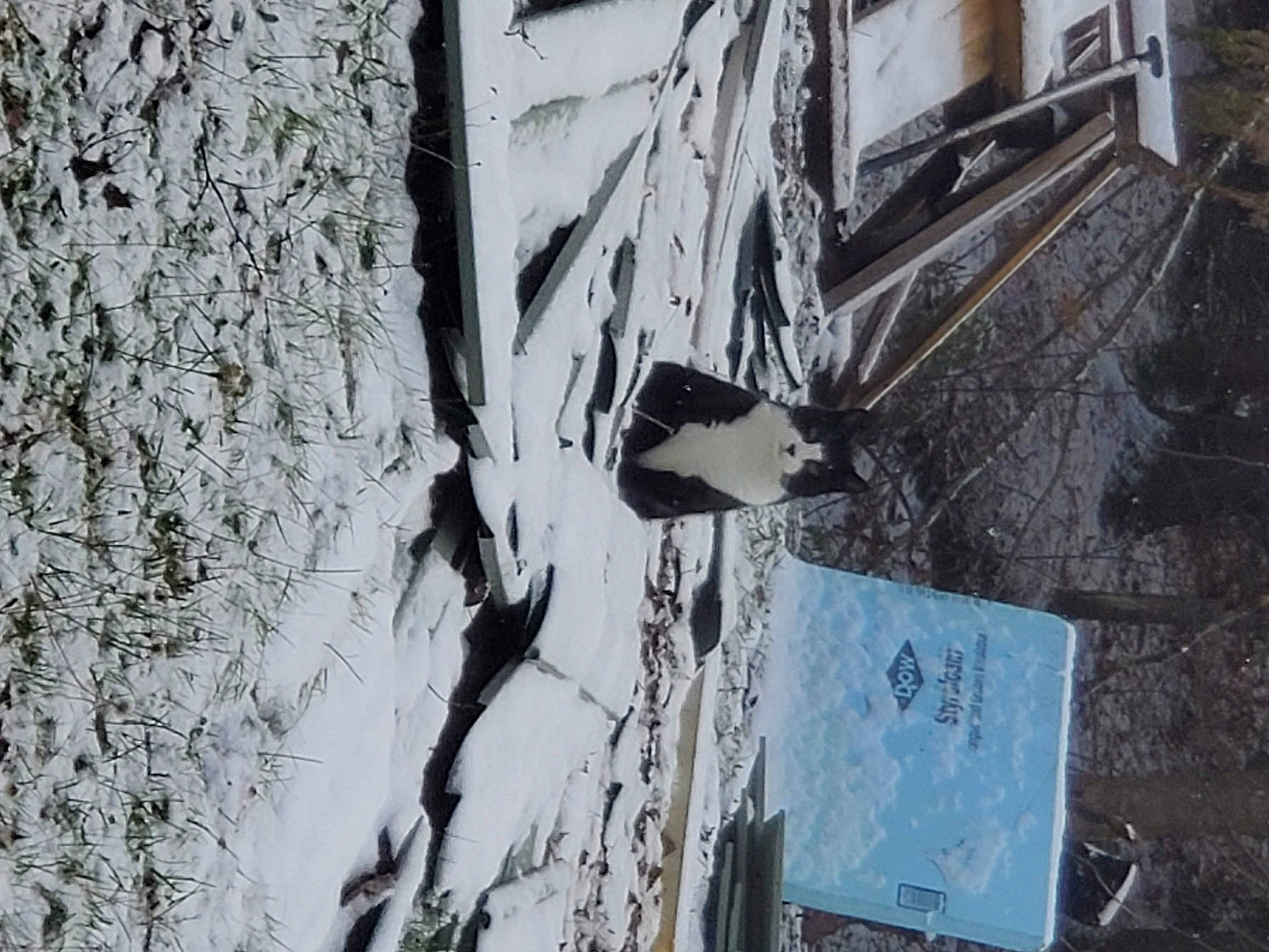 Mittens Alice joined the competition — help win amazing prizes! art, building, city, facade, freezing, grey, monochrome, monochrome_photography, plant, road, snow, space, street, tree, trunk, twig, visual_arts, wall, winter, wood