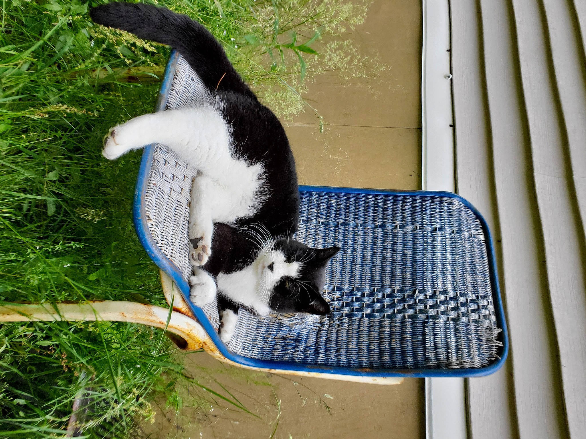 Mittens Alice is registered to the contest to win money with this photo: canidae, carnivore, cat, cat_supply, domestic_short_haired_cat, electric_blue, felidae, fur, grass, linens, mammal, mesh, pet_supply, plant, small_to_medium_sized_cats, sporting_group, tail, tree, whiskers, wood