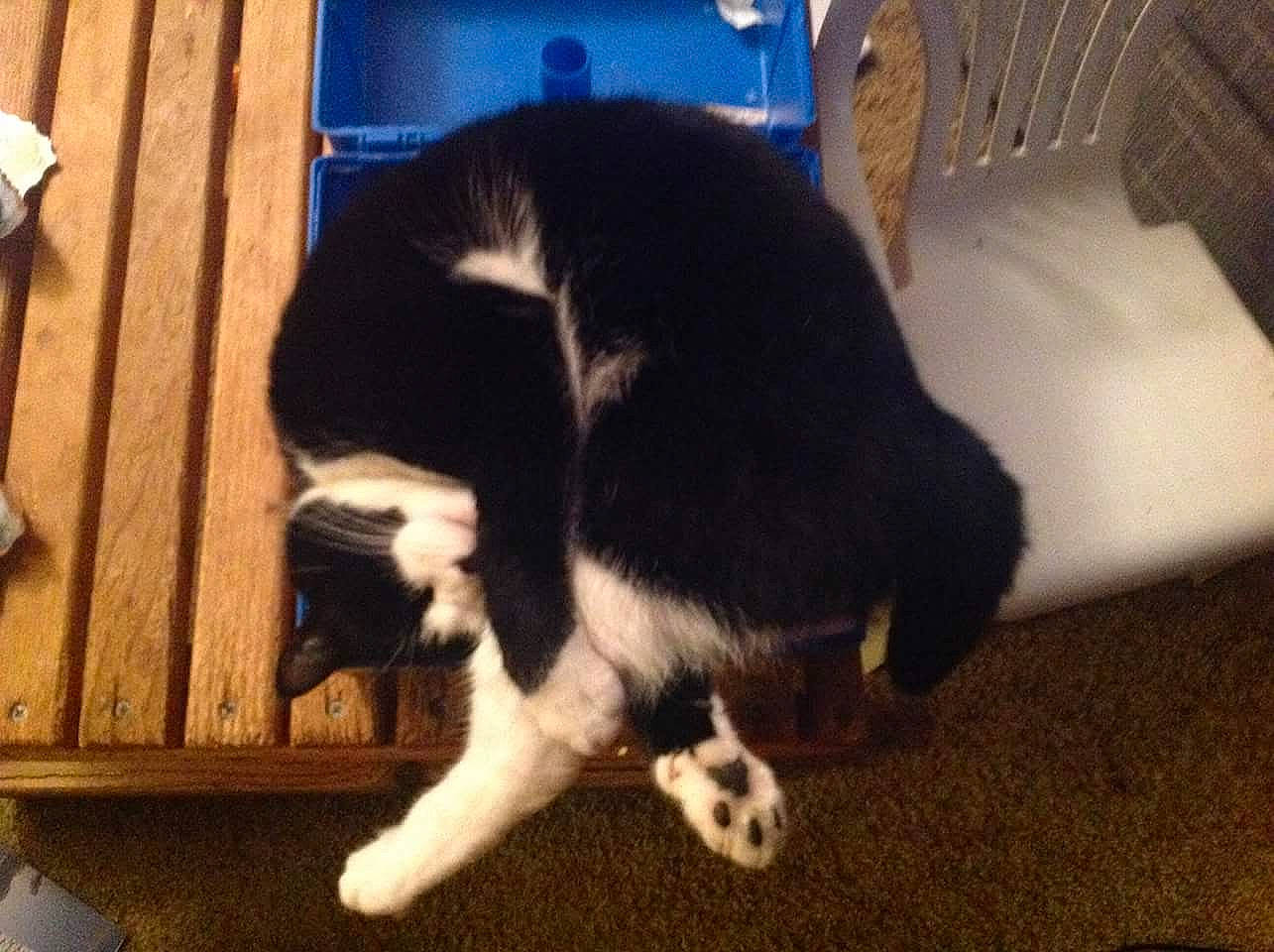 Mittens Alice is registered to the contest to win money with this photo: carnivore, cat, comfort, companion_dog, dog_breed, domestic_short_haired_cat, felidae, flooring, fur, hardwood, small_to_medium_sized_cats, sporting_group, tail, terrestrial_animal, whiskers, wood