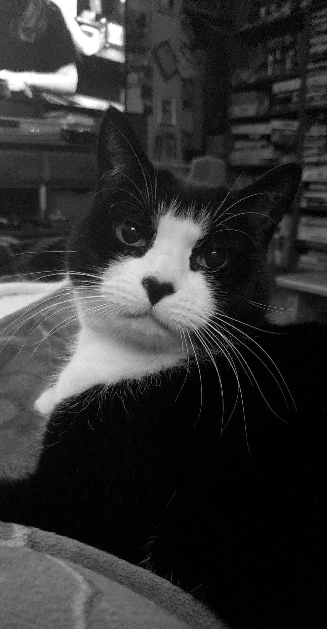Mittens Alice joined the competition — help win amazing prizes! black_and_white, carnivore, cat, cloud, domestic_short_haired_cat, eye, felidae, fur, head, mammal, monochrome, monochrome_photography, sky, small_to_medium_sized_cats, snout, stock_photography, style, vertebrate, whiskers, window