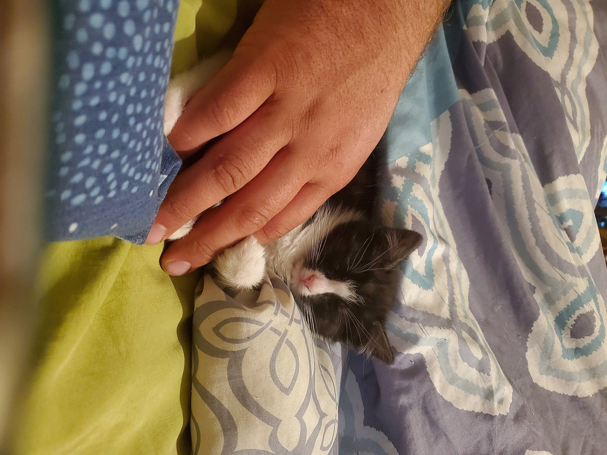 Pebbles May is registered to the contest to win money with this photo: cat, close_up, fashion_design, felidae, finger, fur, gesture, hand, human_leg, linens, nail, pattern, sleeve, small_to_medium_sized_cats, textile, thigh, thumb, vertebrate, whiskers, wrist