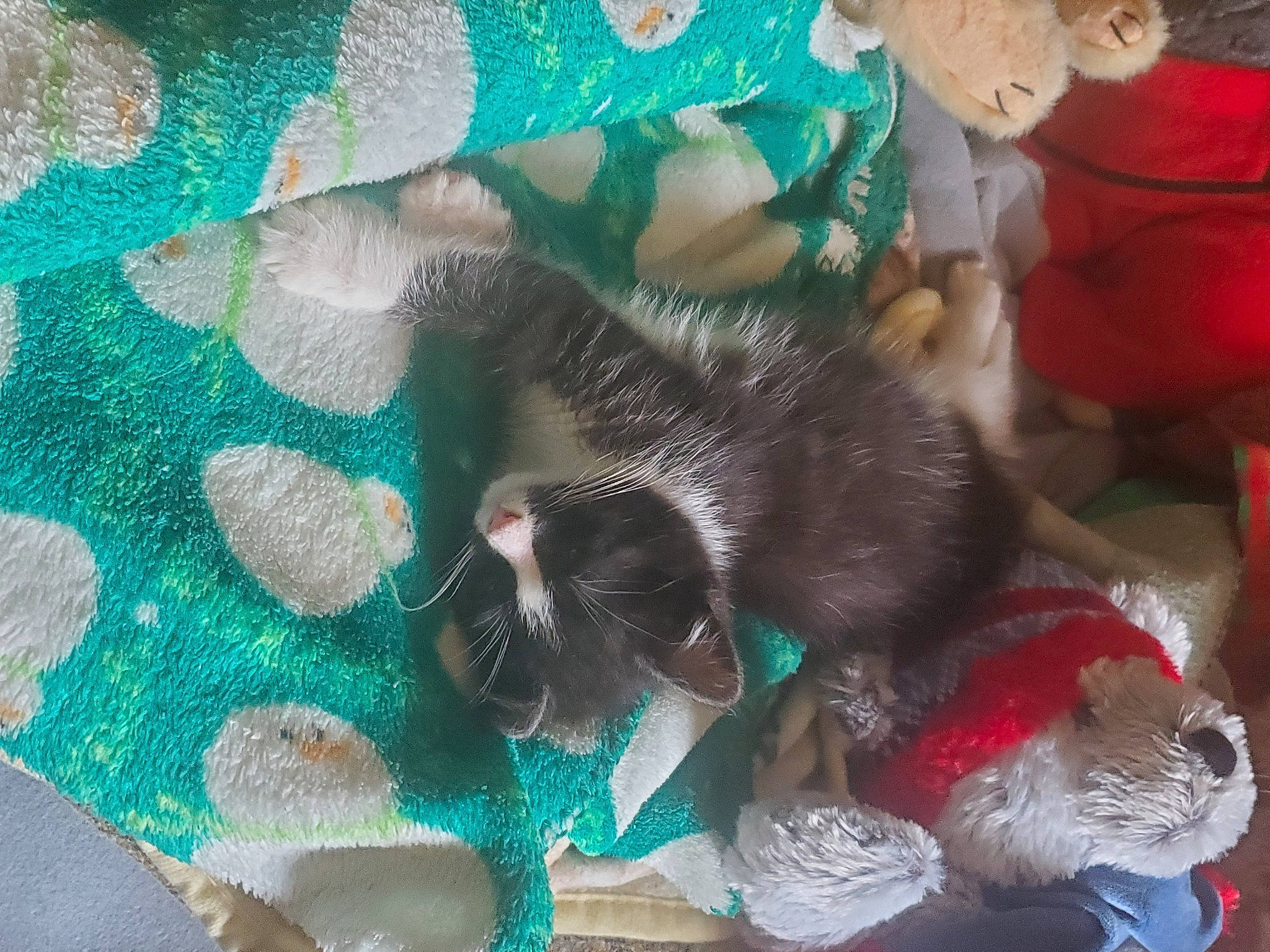 Pebbles May joined the competition — help win amazing prizes! blue, carnivore, cat, christmas_ornament, claw, comfort, domestic_short_haired_cat, event, fawn, felidae, fur, green, holiday, pattern, small_to_medium_sized_cats, tail, textile, tree, whiskers, wool