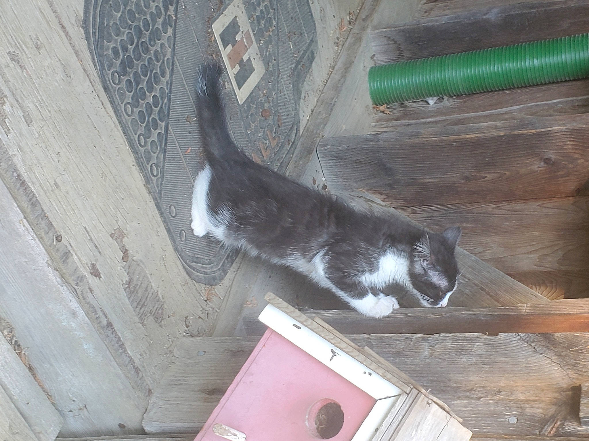 Pebbles May is registered to the contest to win money with this photo: box, carnivore, cat, concrete, domestic_short_haired_cat, felidae, fur, grey, hardwood, small_to_medium_sized_cats, snout, sporting_group, tail, tree, wall, whiskers, window, wood