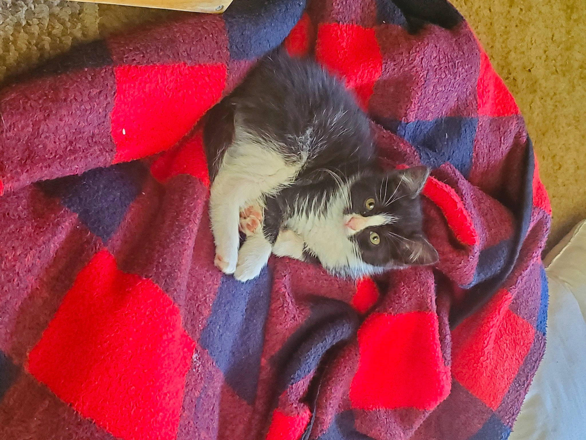 Pebbles May joined the competition — help win amazing prizes! carmine, carnivore, cat, comfort, companion_dog, creative_arts, electric_blue, fawn, felidae, fur, linens, magenta, pattern, plaid, red, small_to_medium_sized_cats, tail, tartan, textile, whiskers