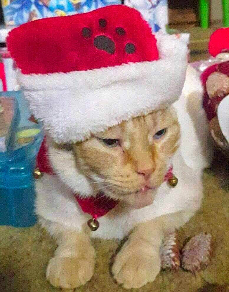 Butterball James joined the competition — help win amazing prizes! art, cap, carnivore, cat, christmas, christmas_decoration, christmas_ornament, costume_hat, event, felidae, fictional_character, fur_clothing, hat, holiday, lap, ornament, plant, santa_claus, tree, whiskers