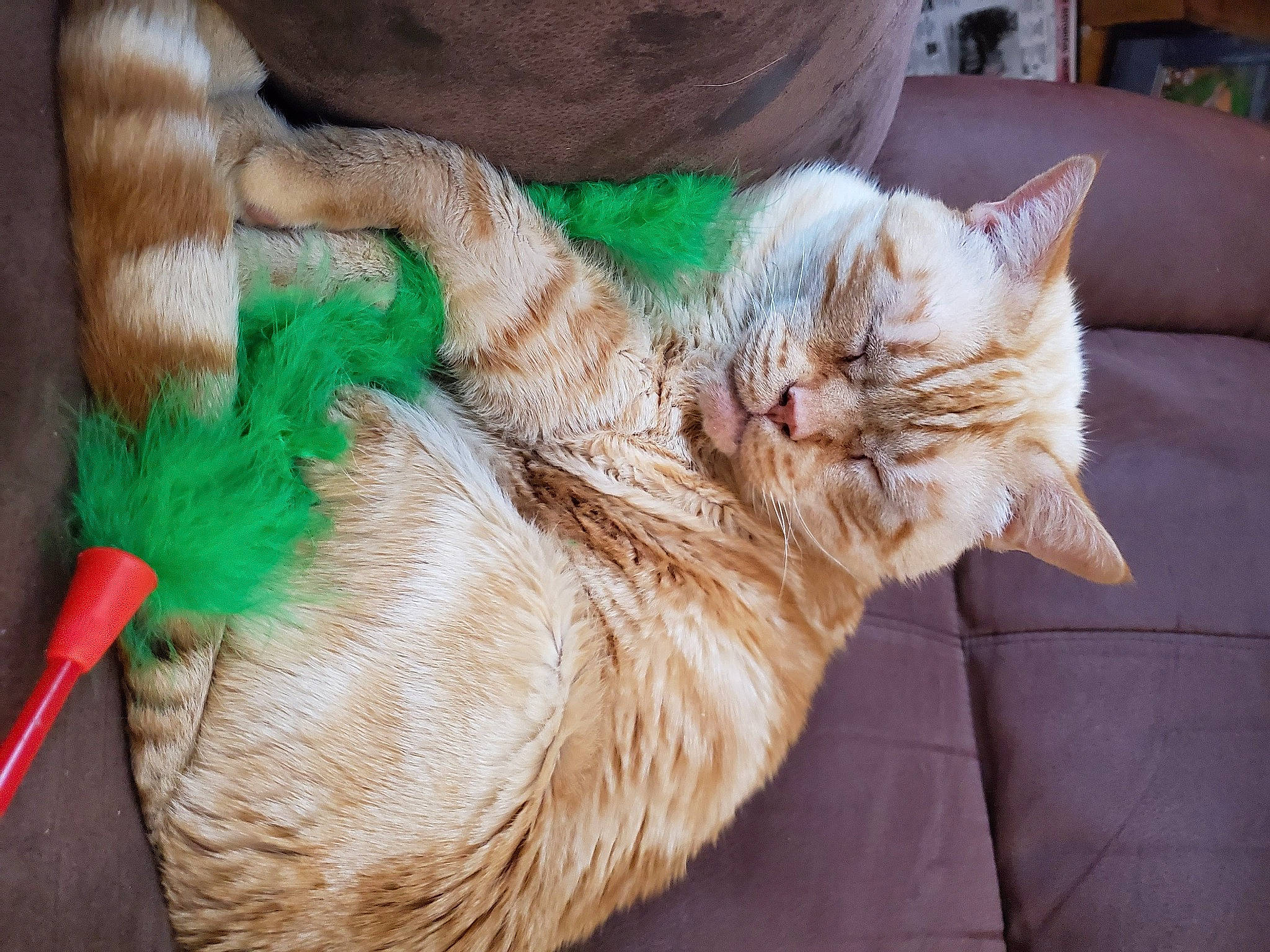 Butterball James joined the competition — help win amazing prizes! carnivore, cat, claw, comfort, couch, domestic_short_haired_cat, fawn, felidae, fur, grass, human_leg, nap, paw, pillow, sleep, small_to_medium_sized_cats, snout, tail, whiskers