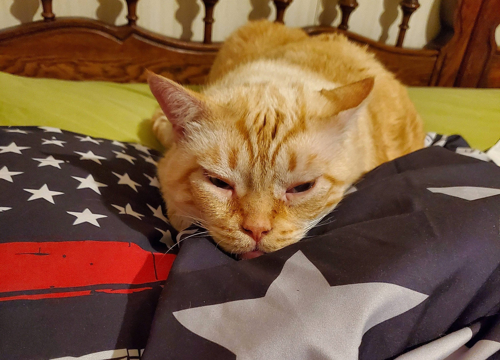 Butterball James is registered to the contest to win money with this photo: carnivore, cat, claw, comfort, domestic_short_haired_cat, fawn, felidae, fur, lap, linens, nap, paw, room, sitting, small_to_medium_sized_cats, snout, tail, terrestrial_animal, whiskers