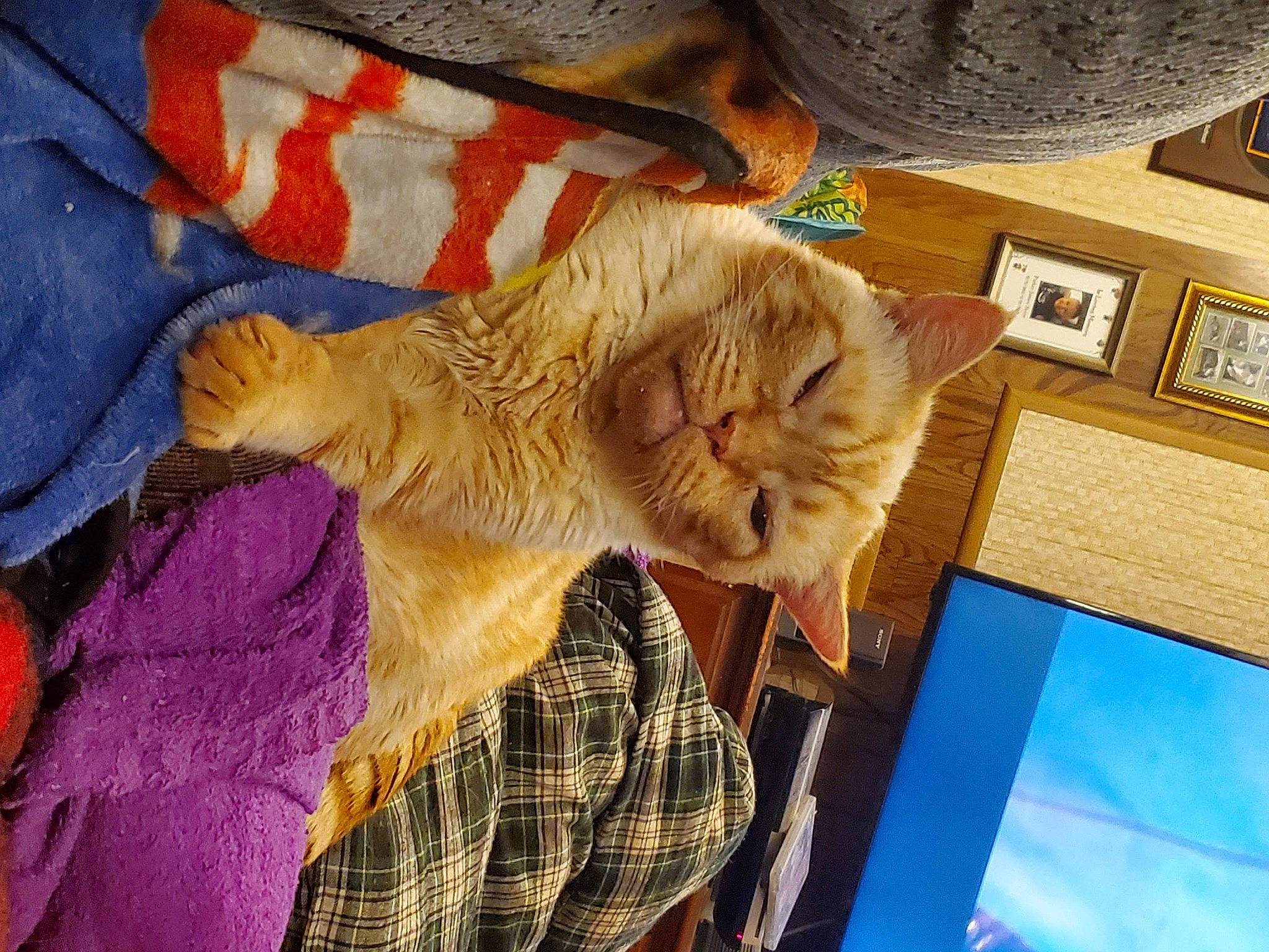 Butterball James is registered to the contest to win money with this photo: canidae, carnivore, cat, child, claw, comfort, domestic_short_haired_cat, fawn, felidae, fur, linens, paw, plaid, small_to_medium_sized_cats, snout, tail, tartan, whiskers, wood, wool