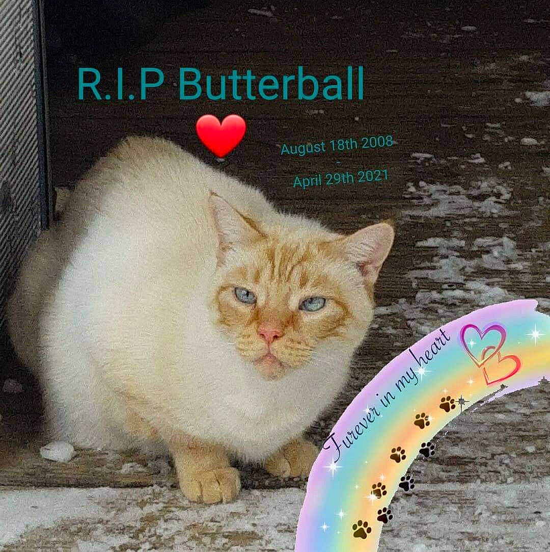 Butterball James is registered to the contest to win money with this photo: art, carnivore, cat, domestic_short_haired_cat, fawn, felidae, font, fur, jigsaw_puzzle, mammal, organism, paw, photo_caption, poster, publication, small_to_medium_sized_cats, snout, tail, vertebrate, whiskers