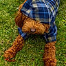 Ozzy is registered to the contest to win money with this photo: animal, brown_dog, canine, clothing, cozy, cute, dog, fluffy, fur, grass, green, hood, lying_down, mammal, nature, outdoor, pet, plaid_hoodie, portrait, seasonal