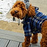 Ozzy joined the competition — help win amazing prizes! animal, canine, cold_weather, cozy, curious, dog, fluffy, furry, hat, looking_back, outdoor, pet, plaid_jacket, pom_pom, portrait, reddish_brown, snow, standing, winter_clothing, wooden_deck