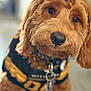 dog, brown_dog, curly_fur, close_up, portrait, pet, animal, indoor, soft_focus, sports_jersey, collar, keychain, cute, fluffy, looking_at_camera, adorable, furry, companion, friendly, domestic_animal