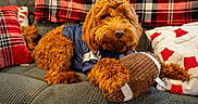 Ozzy is registered to the contest to win money with this photo: animal, blanket, blue_jersey, comfort, couch, cozy, curly_fur, dog, football, fur, home, indoor, pet, pillow, plush_toy, red, relaxed, resting, toy, warm