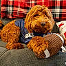 animal, blanket, blue_jersey, comfort, couch, cozy, curly_fur, dog, football, fur, home, indoor, pet, pillow, plush_toy, red, relaxed, resting, toy, warm