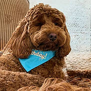 Ozzy is registered to the contest to win money with this photo: animal, bandana, birthday, blue_bandana, brown_dog, canine, chair, companion, cozy, curly_fur, cute, dog, domestic_animal, fluffy, furniture, indoor, laying_down, pet, portrait, relaxed