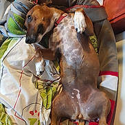 Princesse participe au concours pour gagner de l'argent avec cette photo : animal, armchair, beagle, bed, blanket, canine, chair, couch, cushion, dog, furniture, homedecor, hound, indoors, linen, person, pet, pointer, puppy, sleeping