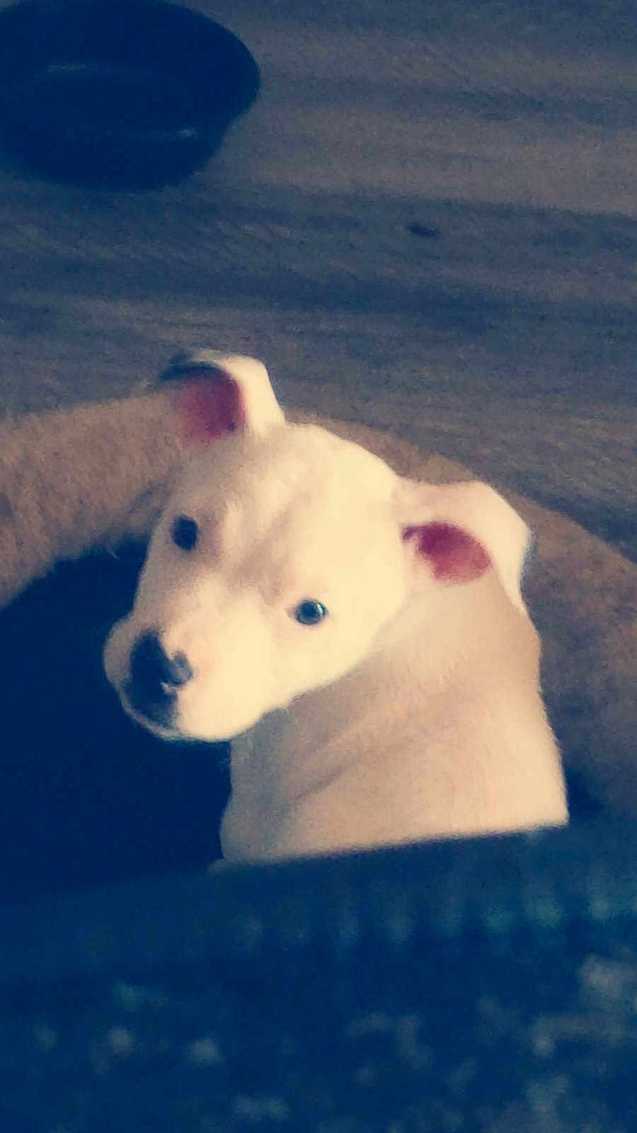 Stitch joined the competition — help win amazing prizes! adorable, animal, bed, canine, companion, cozy, cute, dog, domestic_animal, ears, fur, indoor, looking_back, pet, puppy, resting, sleeping_area, soft, white_dog, young_dog