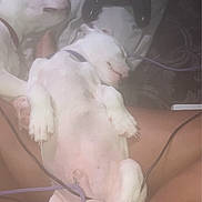 Stitch is registered to the contest to win money with this photo: animal, bed, blanket, cable, comfort, companion, controller, cozy, cute, dog, fur, gaming, indoor, laying_down, pet, puppy, relaxed, resting, sleeping, white_dog