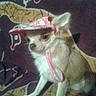 Isis participe au concours pour gagner de l'argent avec cette photo :