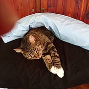 Kitty joined the competition — help win amazing prizes! cat, tabby_cat, sleeping, nap, pillow, duvet, blanket, paw, white_paws, wooden_headboard, bed, indoor, cozy, pet, fur, whiskers, black_bedding, closeup, resting, finger_blur