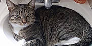 Kitty is registered to the contest to win money with this photo: cat, tabby_cat, sink, bathroom, faucet, soap_bottle, toilet_paper, countertop, pet, indoor, whiskers, paws, tail, relaxed, portrait, sitting, close_up, household, ceramic, curious