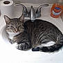 cat, tabby_cat, sink, bathroom, faucet, soap_bottle, toilet_paper, countertop, pet, indoor, whiskers, paws, tail, relaxed, portrait, sitting, close_up, household, ceramic, curious