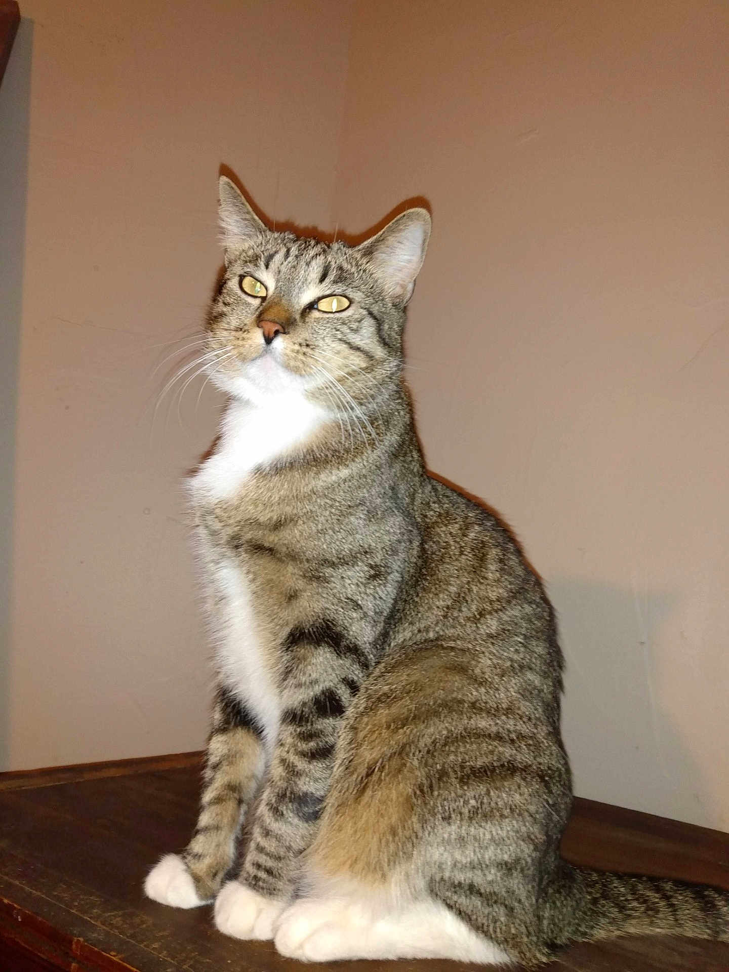 Kitty is registered to the contest to win money with this photo: cat, tabby, sitting, indoor, whiskers, paws, fur, striped_fur, yellow_eyes, white_chest, table, portrait, looking_up, flash, pet, domestic_animal, curious, ears, tail, closeup