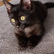 Yoru participe au concours pour gagner de l'argent avec cette photo : black_cat, kitten, cat, pet, animal, golden_eyes, green_eyes, sitting, couch, sofa, indoor, home, portrait, close_up, fur, whiskers, ears, paws, alert, cute