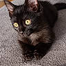 black_cat, kitten, cat, pet, animal, golden_eyes, green_eyes, sitting, couch, sofa, indoor, home, portrait, close_up, fur, whiskers, ears, paws, alert, cute