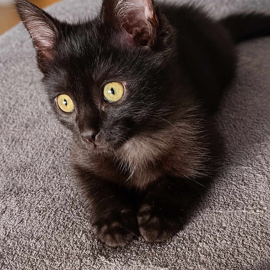 Yoru participe au concours pour gagner de l'argent avec cette photo : black_cat, kitten, cat, pet, animal, golden_eyes, green_eyes, sitting, couch, sofa, indoor, home, portrait, close_up, fur, whiskers, ears, paws, alert, cute