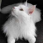 Uka participe au concours pour gagner de l'argent avec cette photo : cat, white_cat, fluffy, long_hair, whiskers, pet, animal, feline, curious, looking_up, close_up, indoor, soft_fur, paws, cute, mammal, domestic_animal, portrait, relaxing, black_background