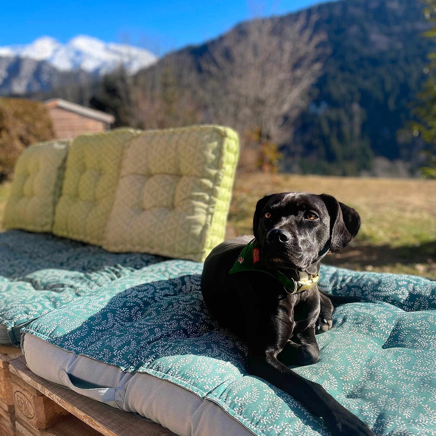 Rita participe au concours pour gagner de l'argent avec cette photo : animal, blanket, canine, couch, cushion, dog, dogbed, furniture, homedecor, labradorretriever, pet, pillow, pug, puppy, quilt