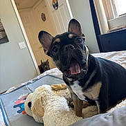 King Tut joined the competition — help win amazing prizes! animal, bed, black_and_tan, curious, dog, doorway, ears, french_bulldog, fur, home, indoor, mouth_open, natural_light, pet, puppy, room, stuffed_animal, tongue, toy, window