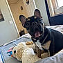 animal, bed, black_and_tan, curious, dog, doorway, ears, french_bulldog, fur, home, indoor, mouth_open, natural_light, pet, puppy, room, stuffed_animal, tongue, toy, window