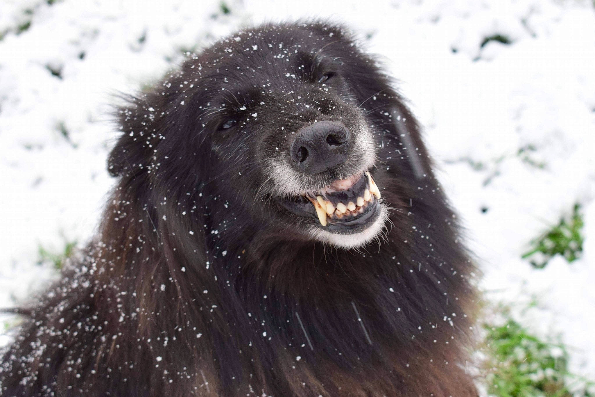 Fly participe au concours pour gagner de l'argent avec cette photo : ancient_dog_breeds, black, canidae, carnivore, companion_dog, dog, dog_breed, freezing, fur, iris, precipitation, snout, snow, sporting_group, tongue, vertebrate, whiskers, winter, working_animal, working_dog