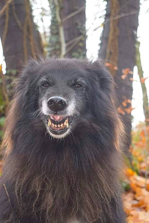 Fly participe au concours pour gagner de l'argent avec cette photo : ancient_dog_breeds, autumn, canidae, carnivore, companion_dog, dog, dog_breed, fur, iris, jaw, organ, snout, sporting_group, tongue, tooth, trunk, twig, whiskers, working_animal, working_dog