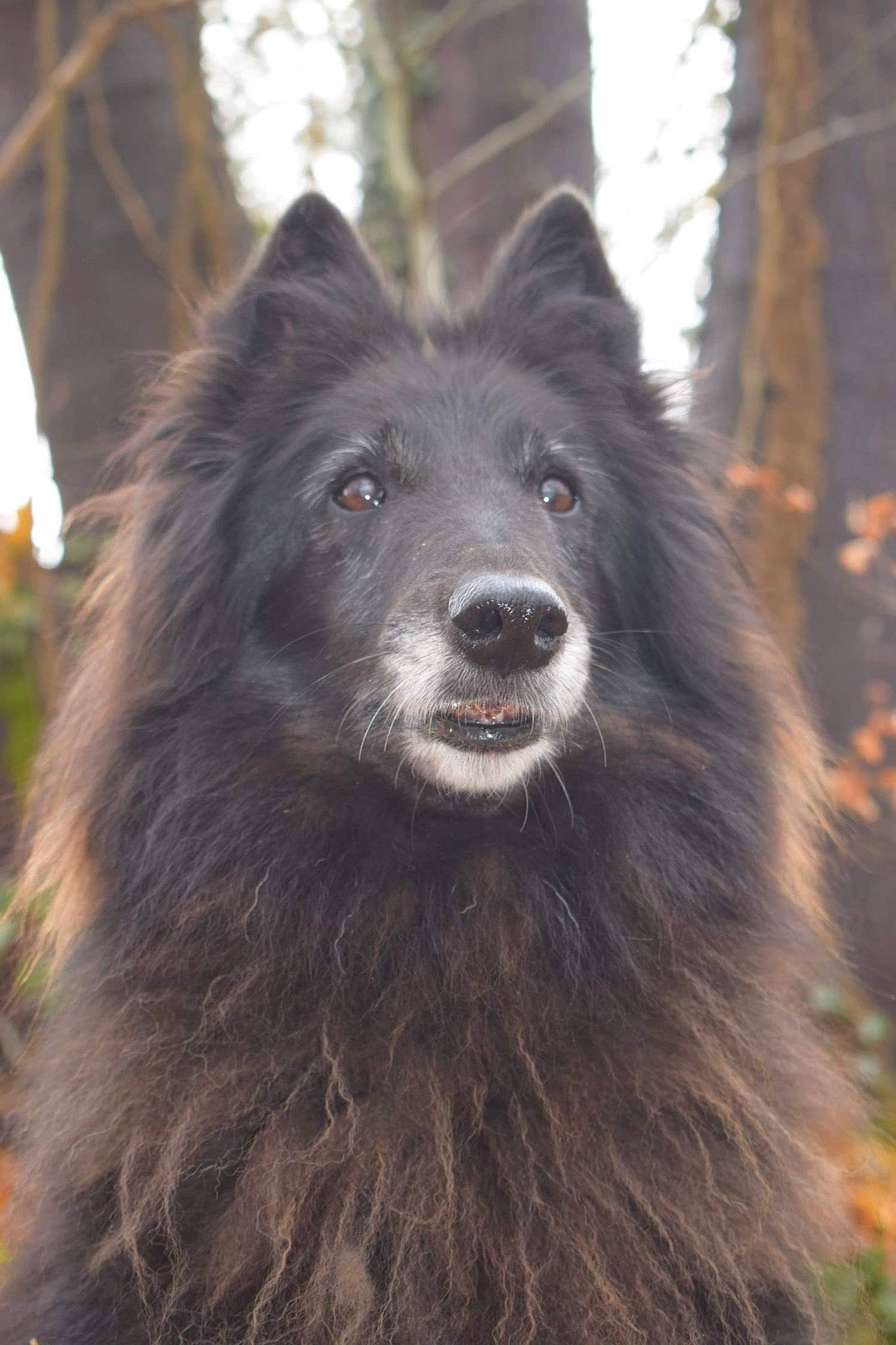 Fly participe au concours pour gagner de l'argent avec cette photo : ancient_dog_breeds, canidae, canis, carnivore, companion_dog, dog, dog_breed, fur, guard_dog, herding_dog, natural_material, non_sporting_group, rare_breed_dog, snout, spitz, sporting_group, twig, working_animal, working_dog